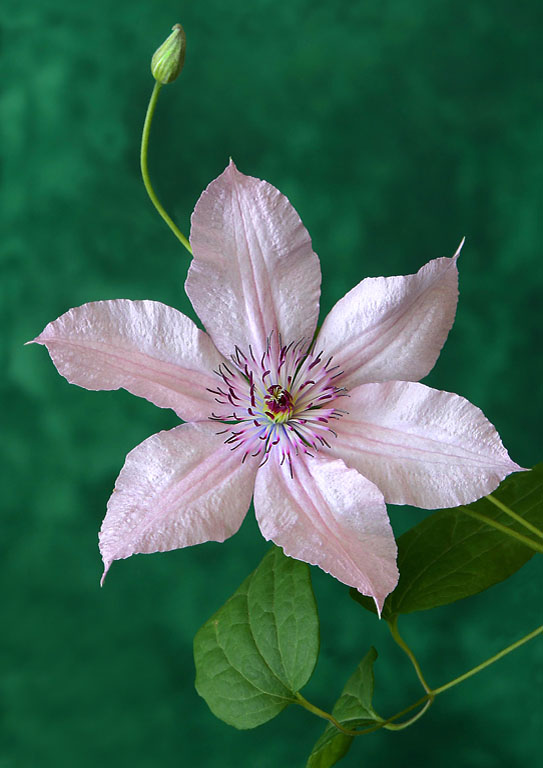 Delicate Pink Clematis   Copy